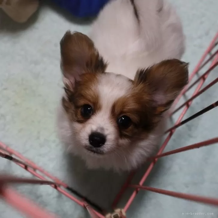 R.M 様のお迎えした子犬