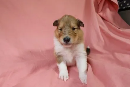 ID：2202-01800の子犬