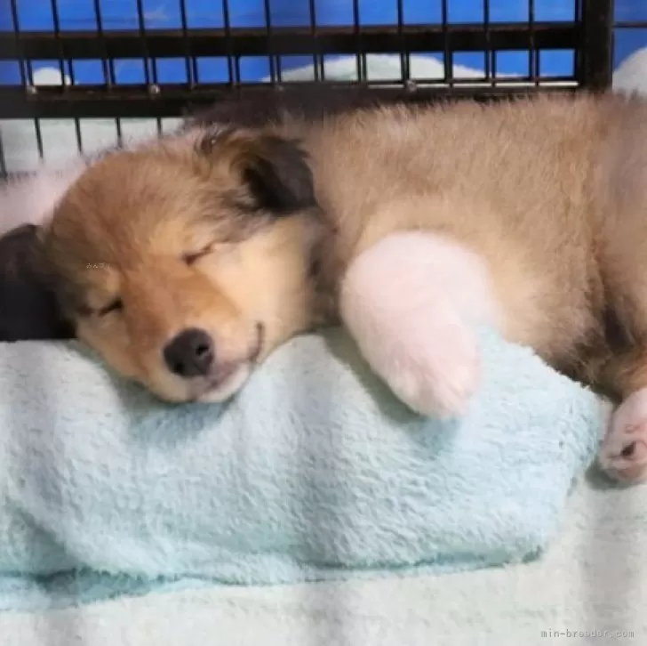 ID：2406-04228の子犬