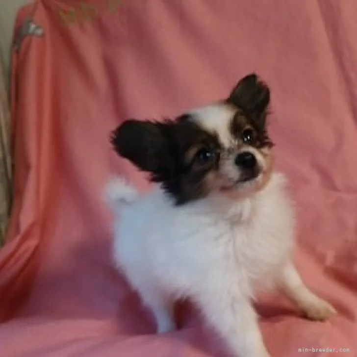 ID：2207-04127の子犬