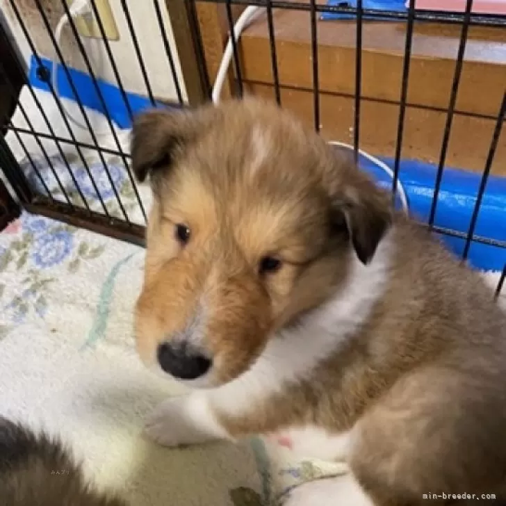ID：2402-02062の子犬