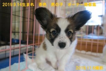 パピヨン【愛知県・男の子・2019年9月14日・パピヨンの茶色の男の子】の写真「一番人気の茶色です。」