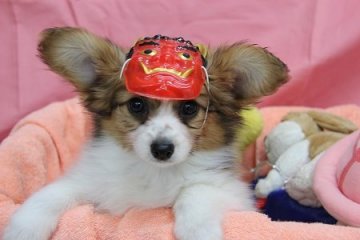 パピヨン【愛知県・男の子・2018年11月21日・レッド&ホワイト】の写真「レッドのかわいい男の子」