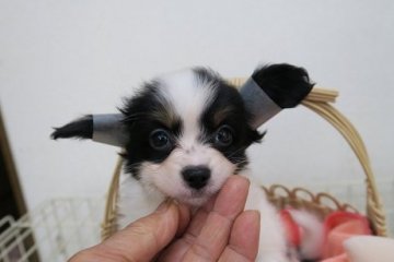 パピヨン【愛知県・男の子・2016年2月27日・トライカラー】の写真「5頭兄弟です」