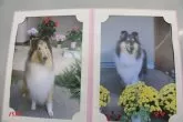 ラフコリー【愛知県・男の子・2024年1月9日・セーブル&ホワイト】の写真5「左が子犬のパパ6歳で、右がママ3歳です。」