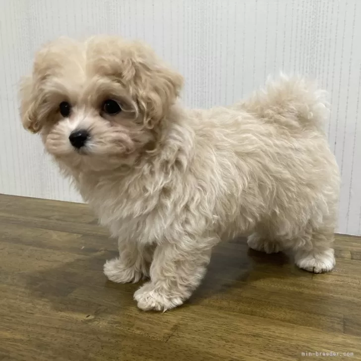 ID：2404-05808の子犬