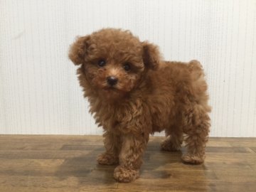 トイプードル(タイニー)【神奈川県・女の子・2016年8月20日・レッド】の写真「とても小さくて可愛い子です！」