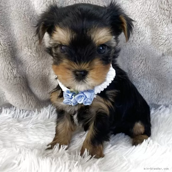 ID：2509-01978の子犬