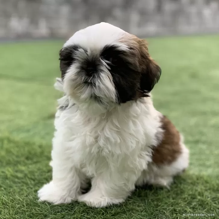 ID：2411-01980の子犬