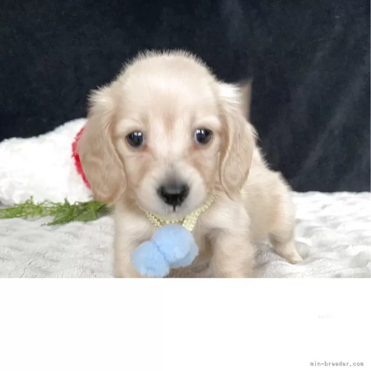 H.M 様のお迎えした子犬