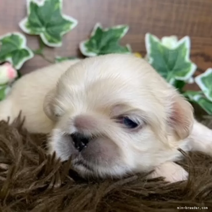 ID：2501-05200の子犬