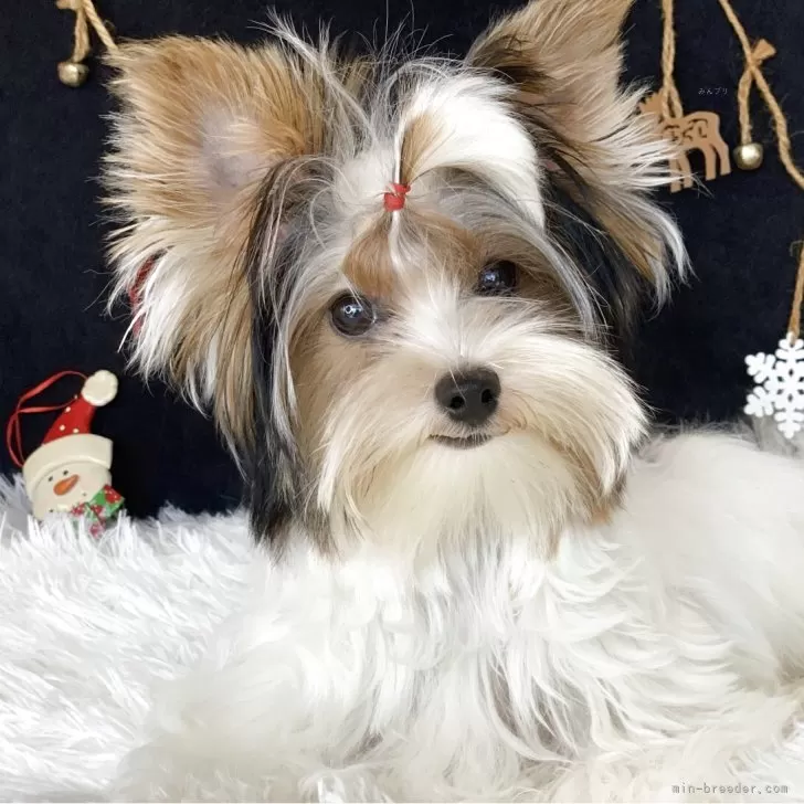 ビューワーテリア【大分県・女の子・2025年5月29日・ホワイト&amp;ブラック&amp;ゴールド】の写真1