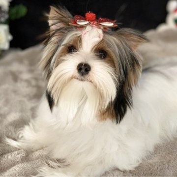 ビューワーテリア【大分県・女の子・2025年5月29日・ホワイト&ブラック&ゴールド】の写真「可愛いお顔の女の子✨」