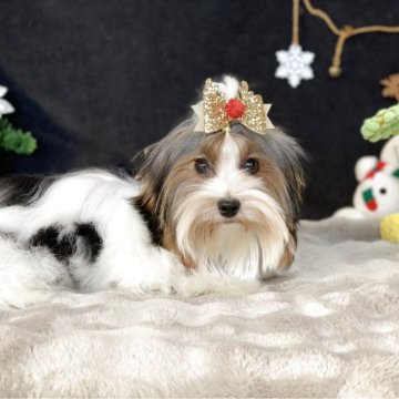 ビューワーテリア【大分県・男の子・2025年5月29日・ホワイト&ブラック&ゴールド】の写真「愛嬌抜群の男の子」