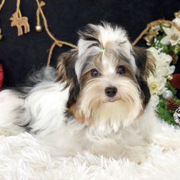 ビューアーテリア【大分県・男の子・2025年5月29日・ホワイト&ブラック&ゴールド】の写真「愛嬌抜群の男の子」