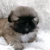 ペキニーズ