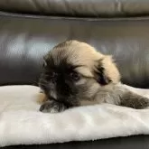 ペキニーズ【大分県・女の子・2024年12月28日・フォーン】の写真1