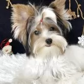 ビューワーテリア【大分県・女の子・2025年5月29日・ホワイト&ブラック&ゴールド】の写真1