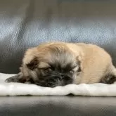 ペキニーズ【大分県・女の子・2024年12月28日・フォーン】の写真3