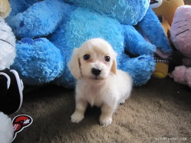 ID:1509-01518の子犬