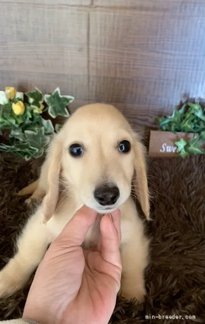 ID：2112-04235の子犬