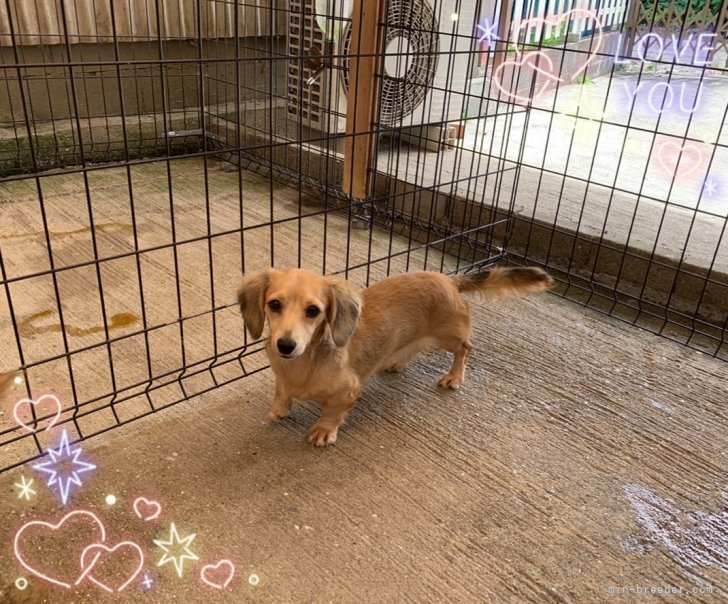 カニンヘンダックスフンド(ロング)【・女の子・2021年7月18日・シューデッドイエロー】