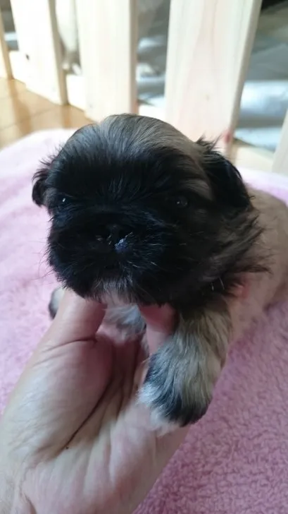 ID：1611-02032の子犬