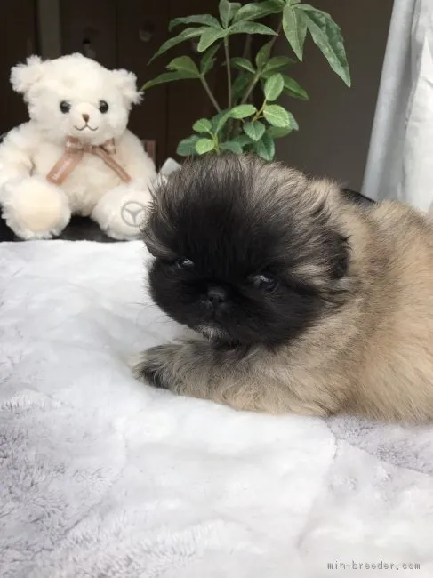 ID:1701-00068の子犬
