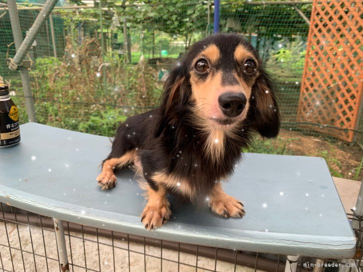 カニンヘンダックスフンド(ロング)【・女の子・2023年4月29日・ブラック&amp;クリーム】