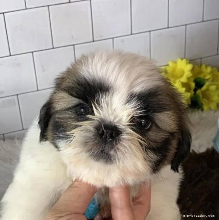 ID：2205-03568の子犬