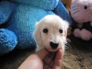 カニンヘンダックスフンド(ロング)【大分県・男の子・2015年8月17日・クリーム(ピュアクリーム)観察中】の写真「色白の男の子」