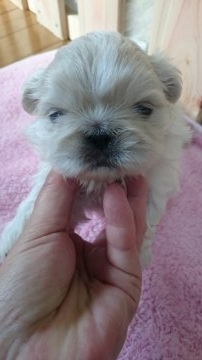 ペキニーズ【大分県・女の子・2016年11月3日・ビスケット&ホワイト】の写真「2015No1ペキニーズ直子レアカラー」