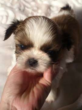 シーズー【大分県・男の子・2013年12月2日・ホワイト&ゴールド】の写真「」