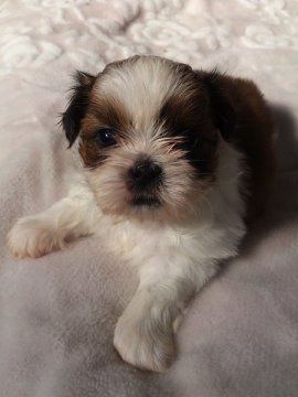 シーズー【大分県・男の子・2013年12月2日・ホワイト&ゴールド】の写真「」