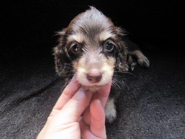 カニンヘンダックスフンド(ロング)【大分県・女の子・2012年8月1日・チョコレート&クリーム】の写真「」