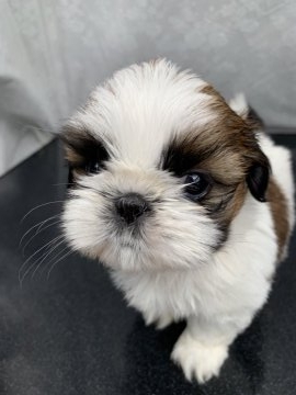 シーズー【大分県・女の子・2019年2月4日・ホワイト&ゴールド】の写真「小さな天使(^.^)」