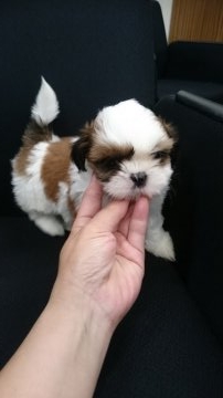 シーズー【大分県・男の子・2018年8月8日・ホワイト&ゴールド】の写真「お父さんはJKCチャンピオン(^^♪」