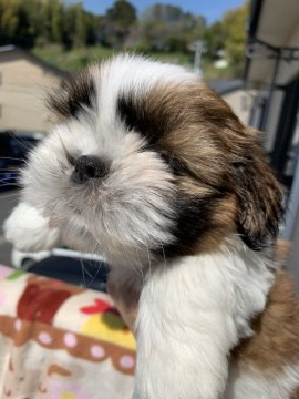 シーズー【大分県・女の子・2019年2月4日・ホワイト&ゴールド】の写真「小さな天使(  ´꒳​`  )」