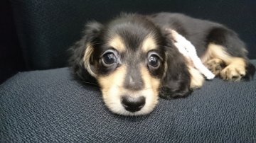 ミニチュアダックスフンド(ロング)【大分県・男の子・2018年7月29日・ブラック&イエロー(クリーム)】の写真「お父さんはカニンヘンのミニカニ君💖」