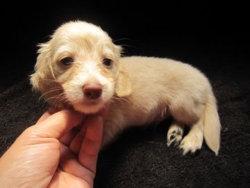 カニンヘンダックスフンド(ロング)【大分県・男の子・2012年8月1日・ピュアクリーム】の写真「」