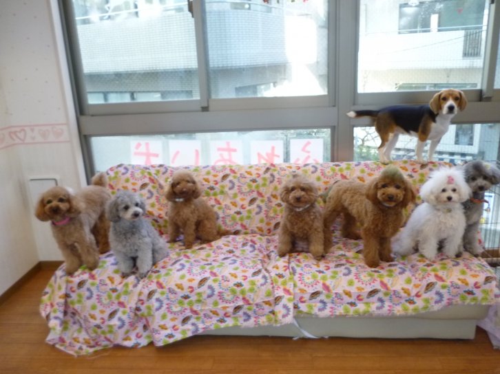 土屋由樹子ブリーダー