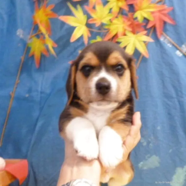 ビーグル【東京都・男の子・2025年9月28日・トライカラー】の写真1「お母さんに似てお目目クリクリのイケメン君」
