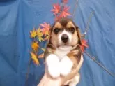 ビーグル【東京都・男の子・2025年9月28日・トライカラー】の写真2
