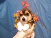 ビーグル【東京都・男の子・2025年9月28日・トライカラー】の写真3