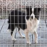 ボーダーコリー