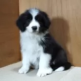 ボーダーコリー