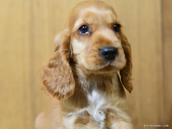 ID：1808-00541の子犬