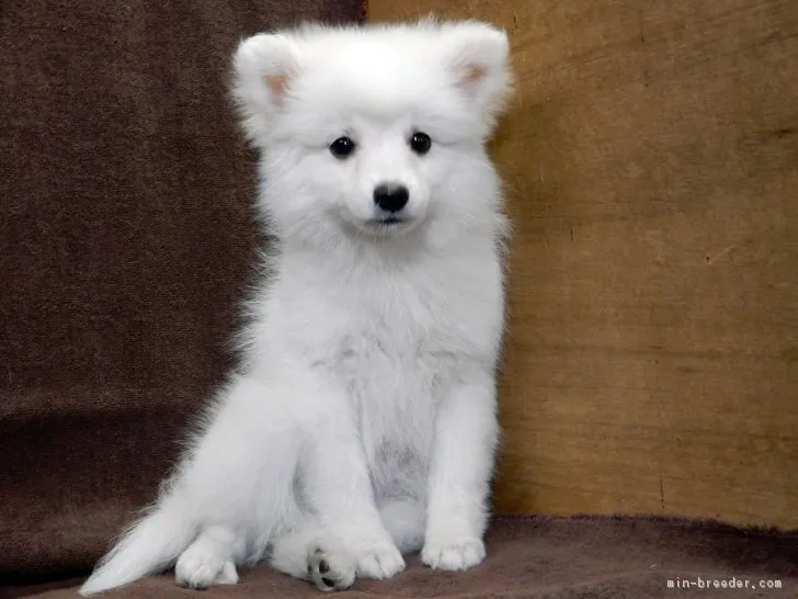 ID:1703-00112の子犬