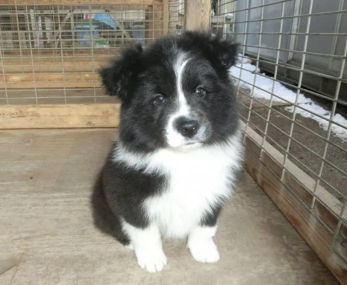 ID:1502-00569の子犬