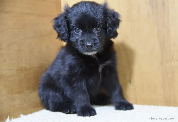 ID:1807-00480の子犬